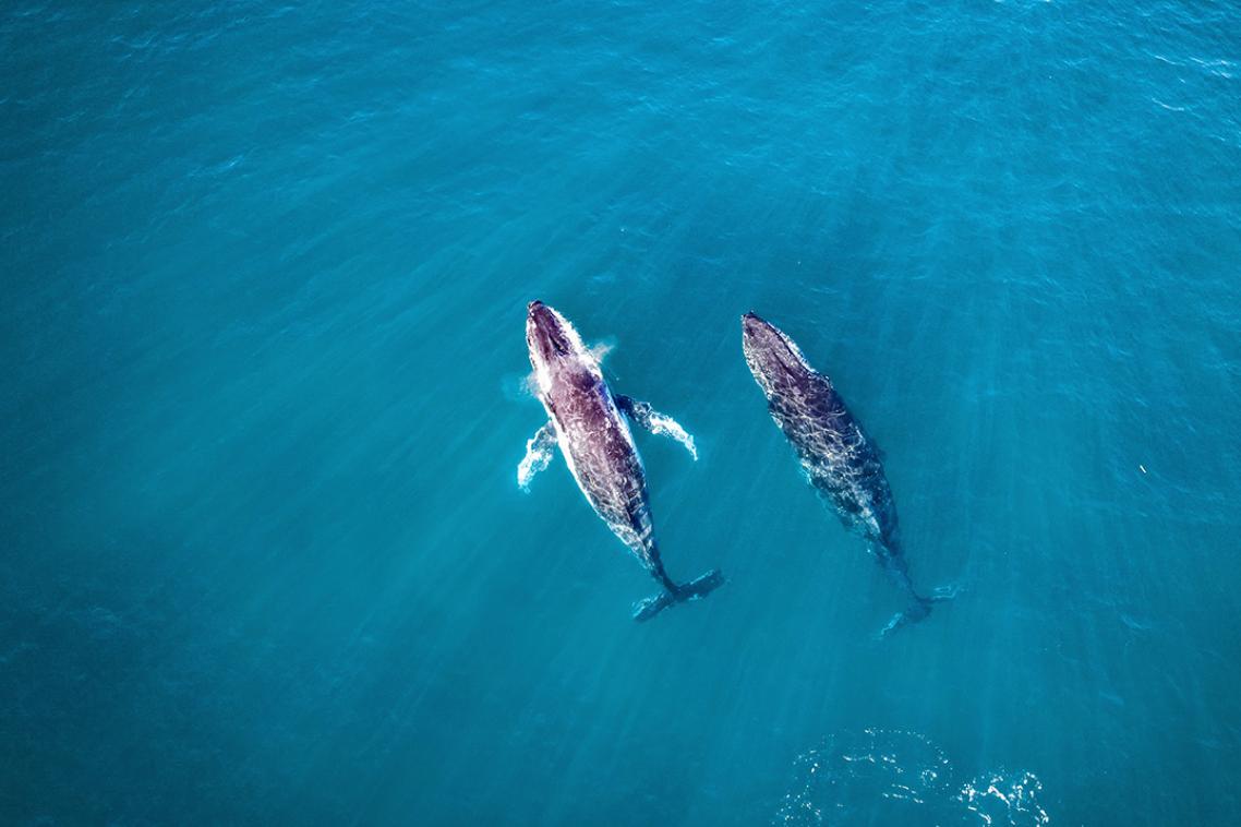 whales migrating