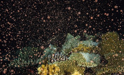 Coral