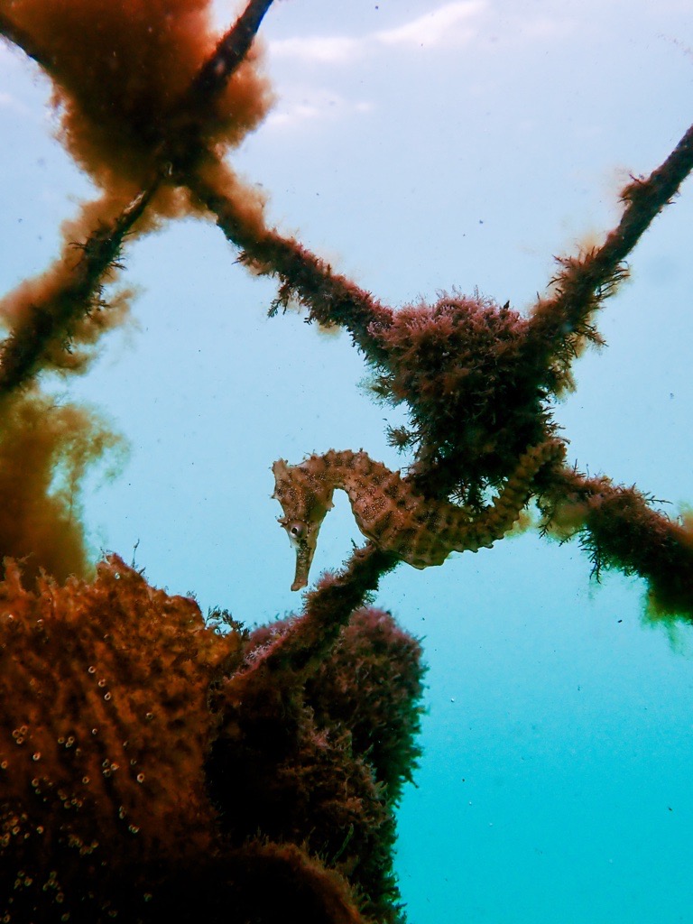 Quest to protect endangered seahorse - Centre for Marine Science -  University of Queensland