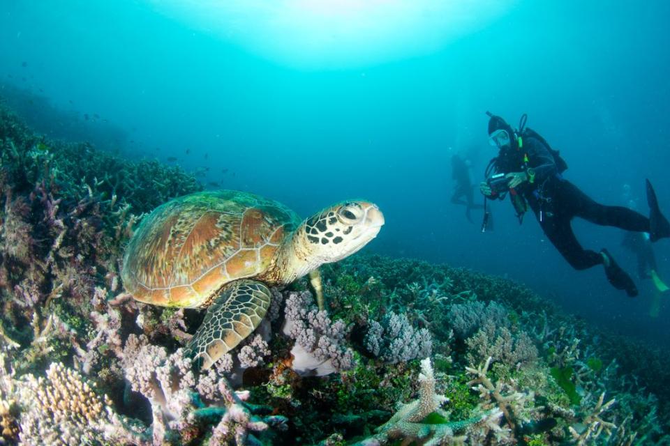 Turtle and diver