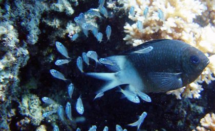 A spiny chromis damselfish and its brood