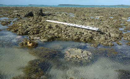 Emergent fossil reef flat with lower living coral microatoll in foreground, Gore Island, Far North Great Barrier Reef 