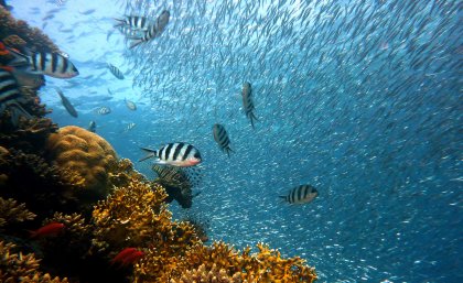 Fish swimming next to coral