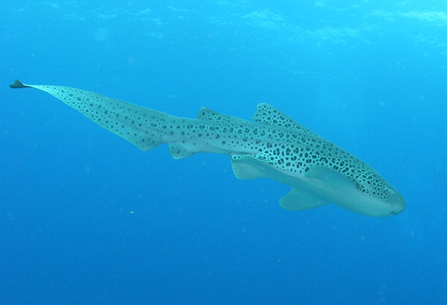 Leopard shark