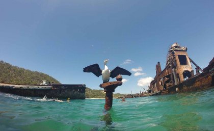 Sea bird perches on a wreck in Moreton Bay