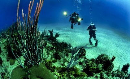 divers examine threatened coral