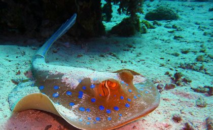 a blue-spotted stingray swims over sand