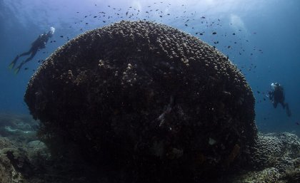 Scuba divers next to large coral structure
