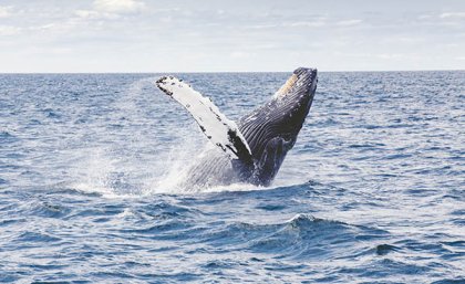 Humpback Whale breaching water