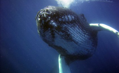 A humpback whale swims in the ocean