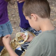 Child inspecting shark bones