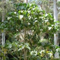 Stinging trees