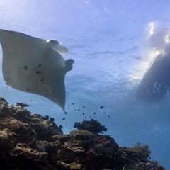Manta Ray