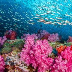 Underwater shot of a coral reef.