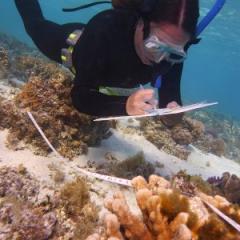 UQ PhD candidate Kristen Brown investigating coral-algal interactions