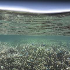 Lagoon