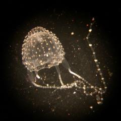 Irukandji jellyfish