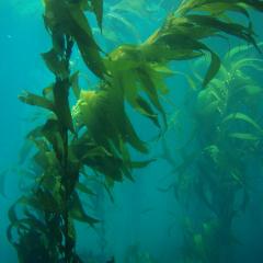 long stalks of kelp underwater