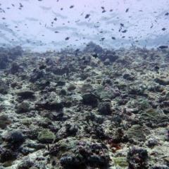 dead coral
