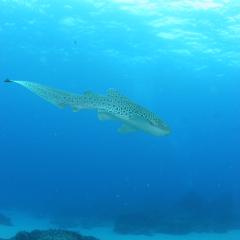 Leopard shark