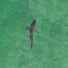 A shark swims in clear water