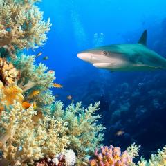 a shark approaches a coral bommie