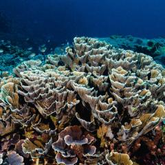 Mesophotic corals on the Great Barrier Reef. 