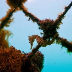 White's seahorse