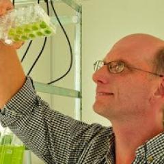 Prof Peer Schenk looking at algae in test tubes