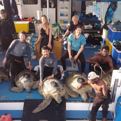 Research team poses with green turtles