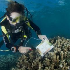 Diver checking colour of coral with colour chart