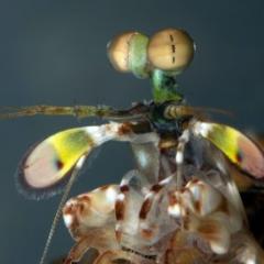 Mantris Shrimp