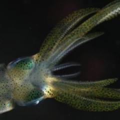 Reef squid