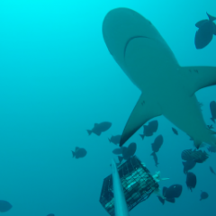 Photo of Shark and fish taken from below