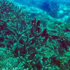 Coral