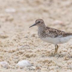Bird on beach