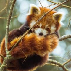 Red panda sleeping on tree branch