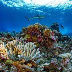 Ailinginae Atoll - Ailinginae Atoll in the Marshall Islands.