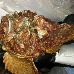 Large stonefish held by a gloved hand
