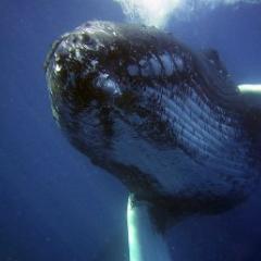 A humpback whale swims in the ocean