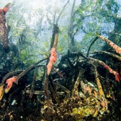 Mangroves