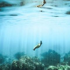 Sea turtle swimming