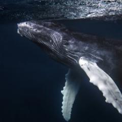Humpback Whale (Christopher Michel)