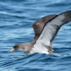 See bird