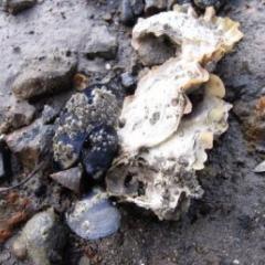 Beach mussels from Southport, Tasmania