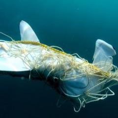 Shark caught in net