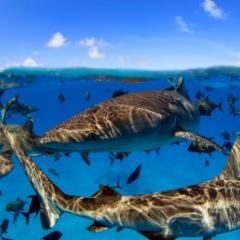 Sharks and fish swimming
