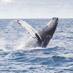 Whale breaching the water