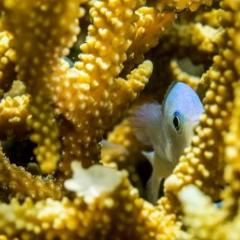Fish between coral