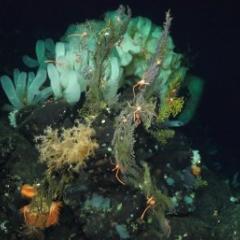 Image of coral